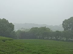 -中国茶叶博物馆(双峰馆区)