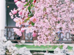 -莫愁湖公园