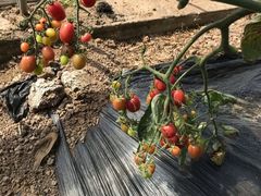 -杨柳青园艺科技博览园