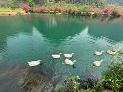-靖西鹅泉风景区