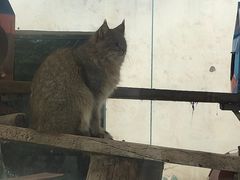 -青藏高原野生动物园