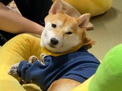 -逗柴咖啡屋·狗咖猫咖宠物桌游