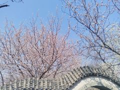 -桃花堤公园