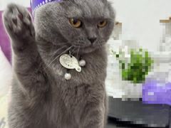 -元祖食品GANSO(常州新北区店)