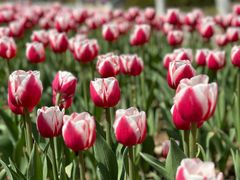 -玄武湖景区-情侣园游乐场