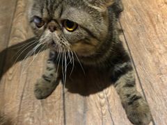 -more than meow吴止猫主题餐厅(承德 中船汇店)