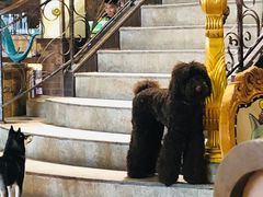 -more than meow吴止猫主题餐厅(承德 中船汇店)