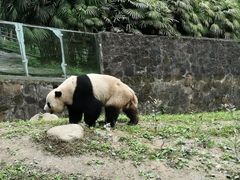 -都江堰中华大熊猫苑