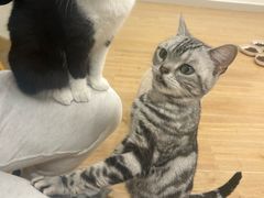 -有喵·猫咖·狗咖·30几只猫10只小狗(岗厦店)