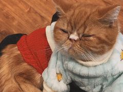-绒爪撸猫下午茶·猫咖