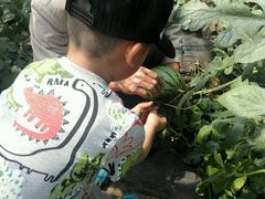 -庞各庄翠芳园西瓜蔬菜基地采摘园