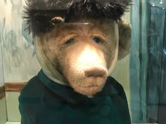 -济州岛泰迪熊博物馆