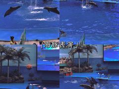 -海合安成都极地海洋公园