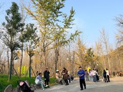 -千年银杏谷文化旅游区