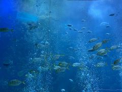 -海合安青岛极地海洋公园