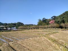 -红山村