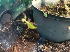 -上海大自然野生昆虫馆(东方明珠·爬宠昆虫探索中心)