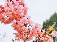 -南山植物园
