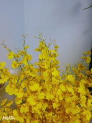 -Yue Show馨选·半永久纹眉纹眼线