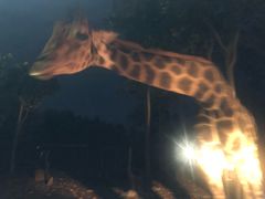 -清迈夜间动物园
