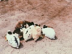 -前小桔亲子创意农场·草莓采摘·露营烧烤