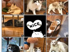 -绒爪撸猫下午茶·猫咖