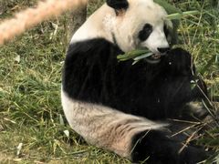 -都江堰中华大熊猫苑