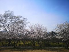 -香雪海