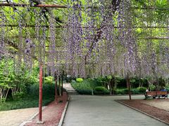 -嘉定紫藤园