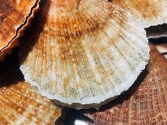 扇贝-火锅岛潮牌自助餐厅(天津天佑城店)