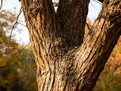 -王顺山国家森林公园