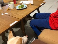 -柴务处·柴犬主题狗咖