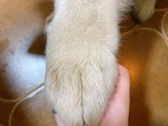 -李小姐の猫咖啡馆(五角场店)