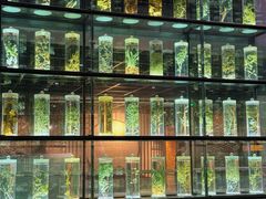 -广东中医药博物馆