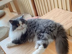 -Catmate·猫肥家润(金润铂宫店)