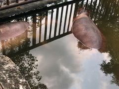 -海南热带野生动植物园