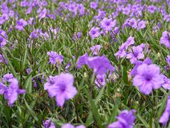 -露天矿生态公园