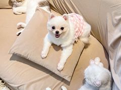 -怪兽屋·羊驼·猫咖·狗咖(俊华广场店)