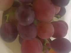 -马陆小张葡萄园农家乐