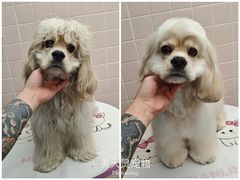 -FAELING PETS美天灵宠物(富力广场店)