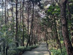 -铁山坪森林公园