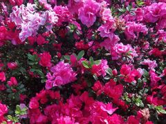 -铁山坪森林公园