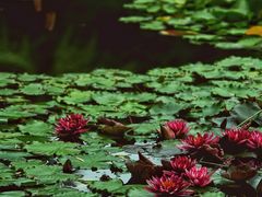 -国家植物园南园