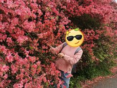 -木兰云雾山