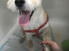 -瑞派·关忠动物医院·异宠专科·犬猫肿瘤·皮肤专科(望京店)