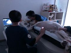 -奈斯宠物医院·核磁CT·异宠专科·内镜(中南店)
