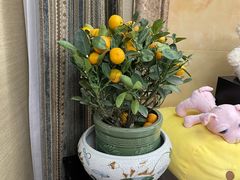 -双季花艺园艺市场(浦东店)