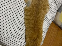 -艾贝尔宠物诊疗