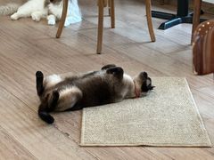 -有猫主题·治愈系猫咖(曾厝垵店)