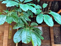 -VOYAGE COFFEE(北锣鼓巷店)